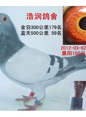 信鸽 天落鸟 信鸽活体 成绩鸽 公棚 血统鸽 特比 鸽子 种鸽 名家