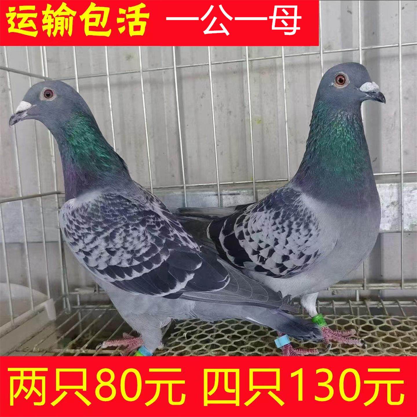 活鸽子活苗一对信鸽瓦灰鸽子家养肉鸽银王鸽雨点蛋鸽青年鸽白鸽子