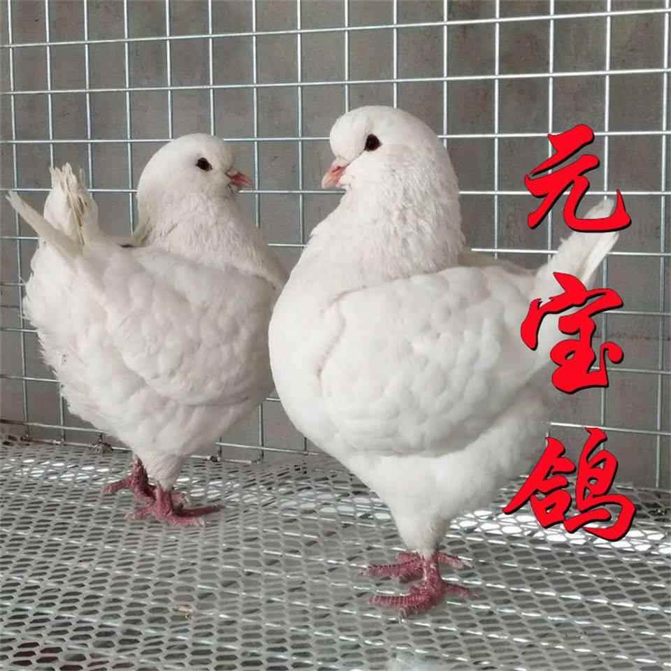 包邮活体纯种元宝鸽子大体观赏公斤肉鸽青年种鸡鸽成年左右