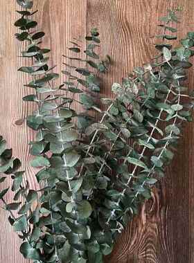 35~40CM/10PCS Real Dried Natural Fresh Eucalyptus Branches,