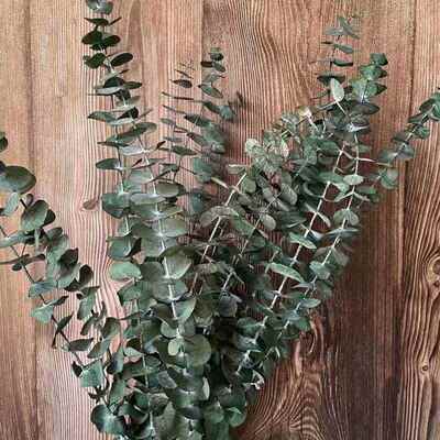 35~40CM/10PCS Real Dried Natural Fresh Eucalyptus Branches,
