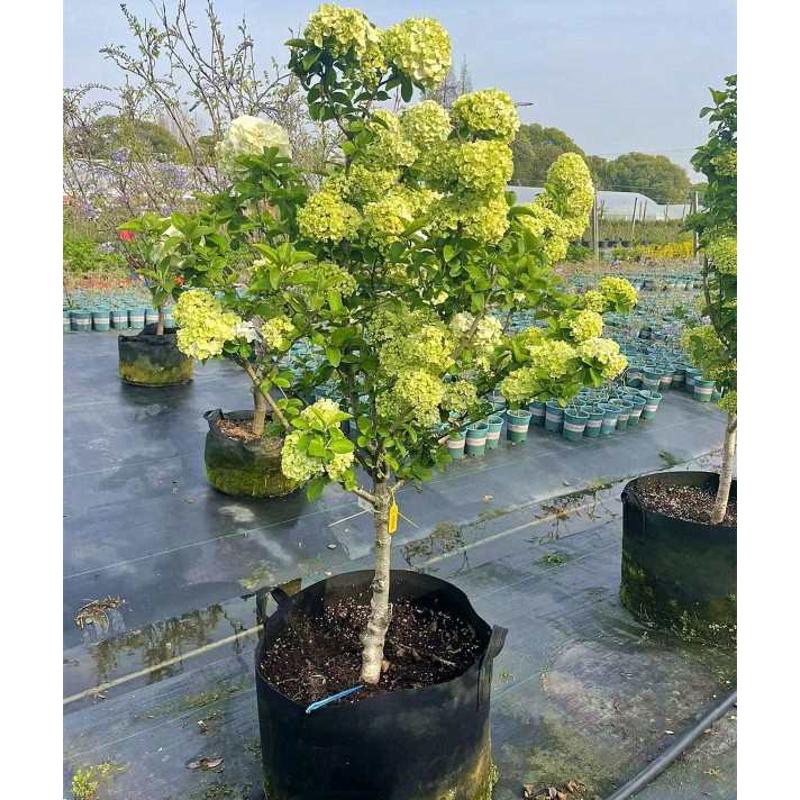 中华木绣球斗球树苗大花独杆树状木本绣球花庭院别墅风景树绿化树