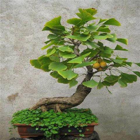 绿植室内二盆景盆栽买银杏树好养矮霸造型绿植一发花卉办公桌