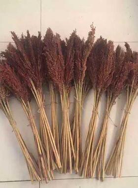 高粱穗芝麻杆干花仿真装饰花田园农家乐场景布置稻穗麦穗五谷穗