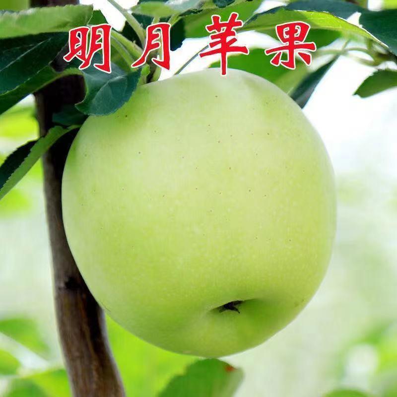 嫁接明月苹果树苗晚熟脆甜耐寒青皮苹果苗北方南方种植果树苗地栽