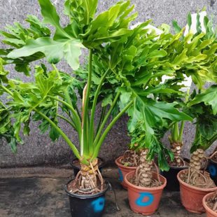 常綠觀葉大綠植 春羽大盆栽龍鱗春雨老樁水培蔓綠絨植物室內外四季