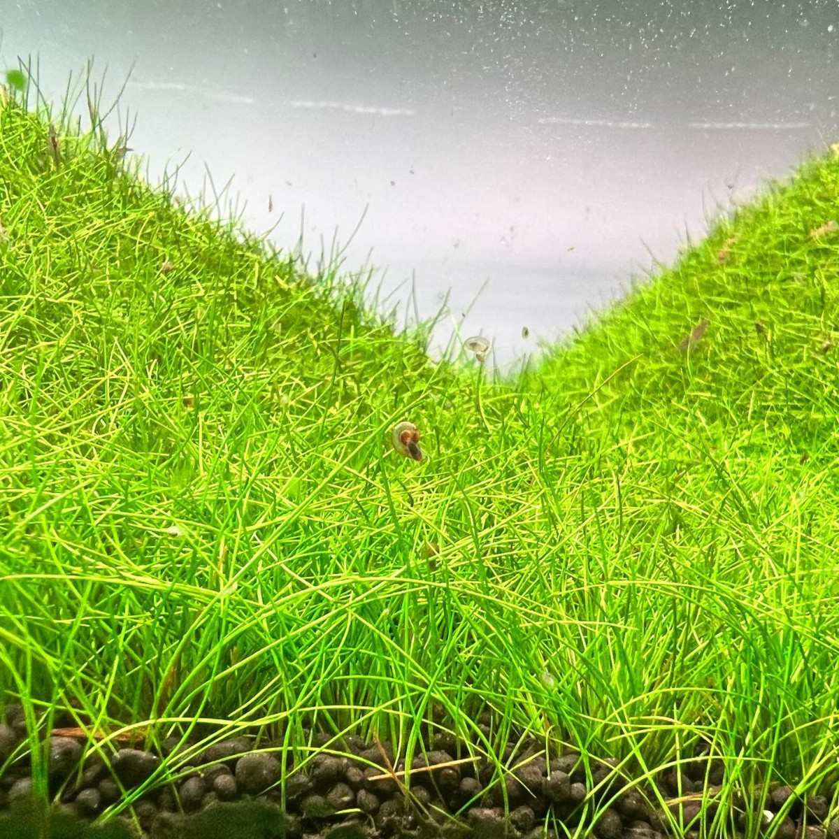 卡依二代鱼缸专用水草泥生态水草泥底砂造景沙净水免洗不粉化水草