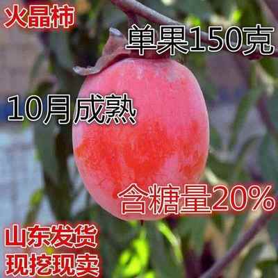 火晶柿子树嫁接新品种室外小火罐柿子树苗北方南方种植当年结果树
