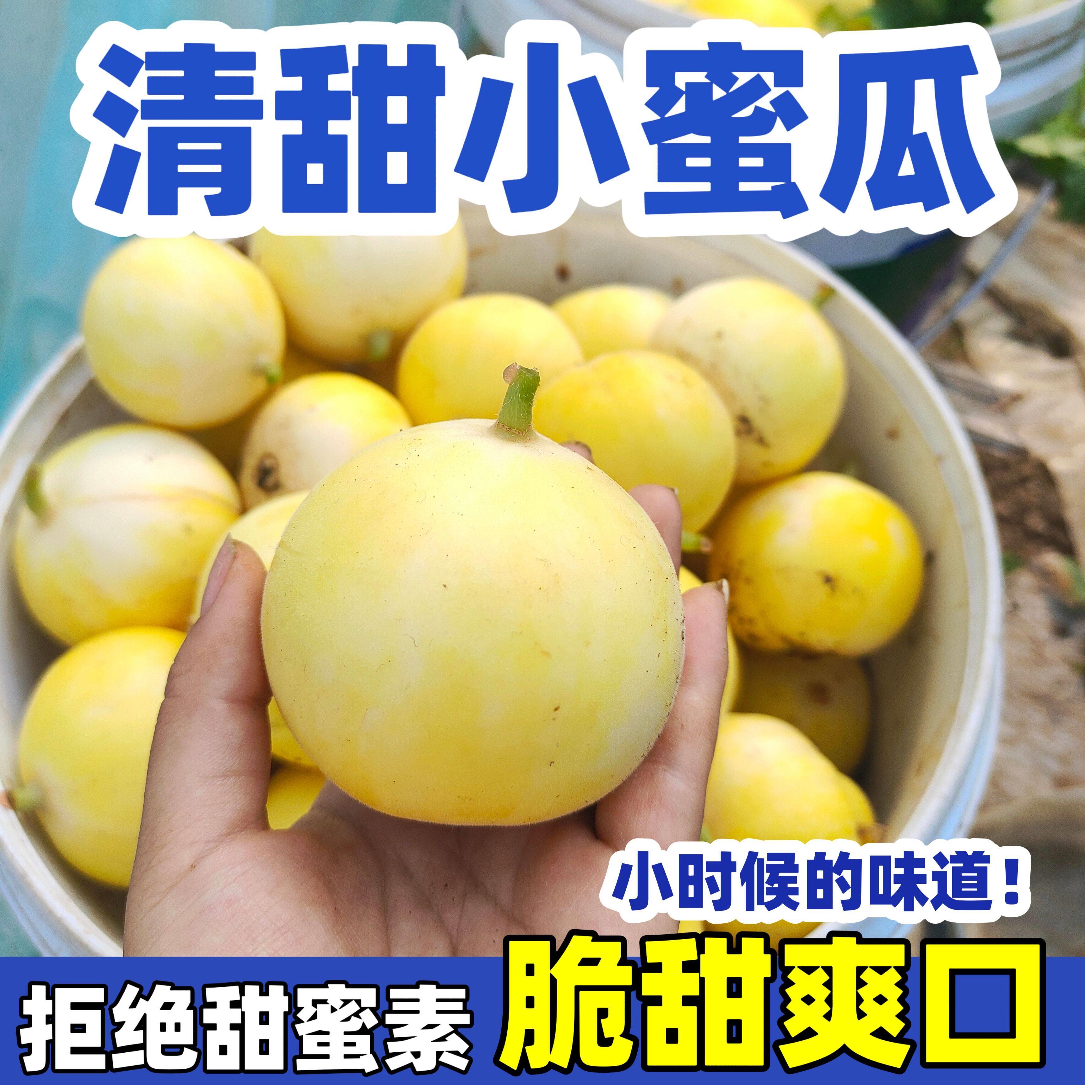 小蜜蜂罐甜瓜香瓜蜂蜜山东新鲜头茬当季水果现摘星甜20正宗