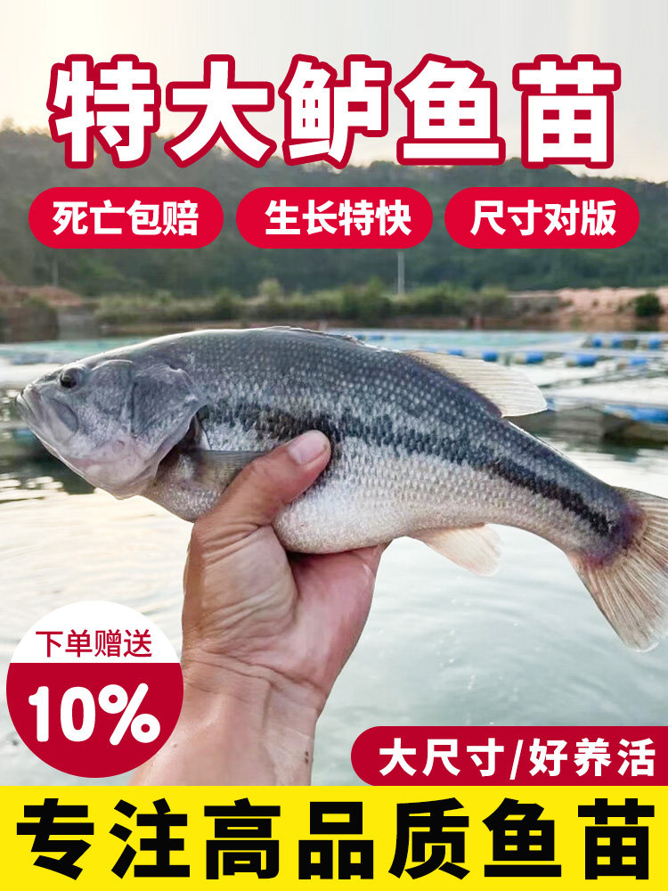 加州鲈鱼苗淡水养殖食用鲈鱼苗大口黑鲈路亚黑鱼鲫鱼凶猛观赏鱼苗