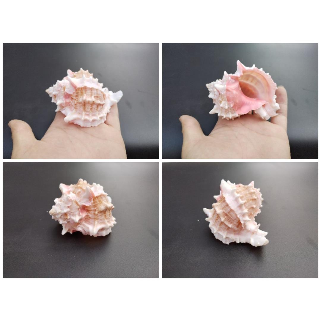 天然海螺 粉色可爱千手骨螺 寄居蟹替换备用鱼缸造景卷贝三湖躲避