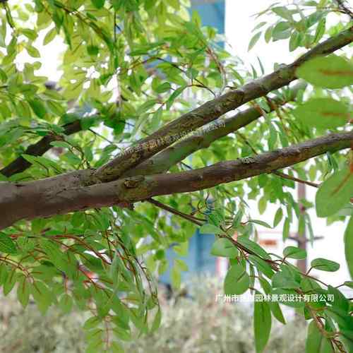 仿榆树酒店橱窗室内商真场yushu213人造假树布植置景工程仿观生物