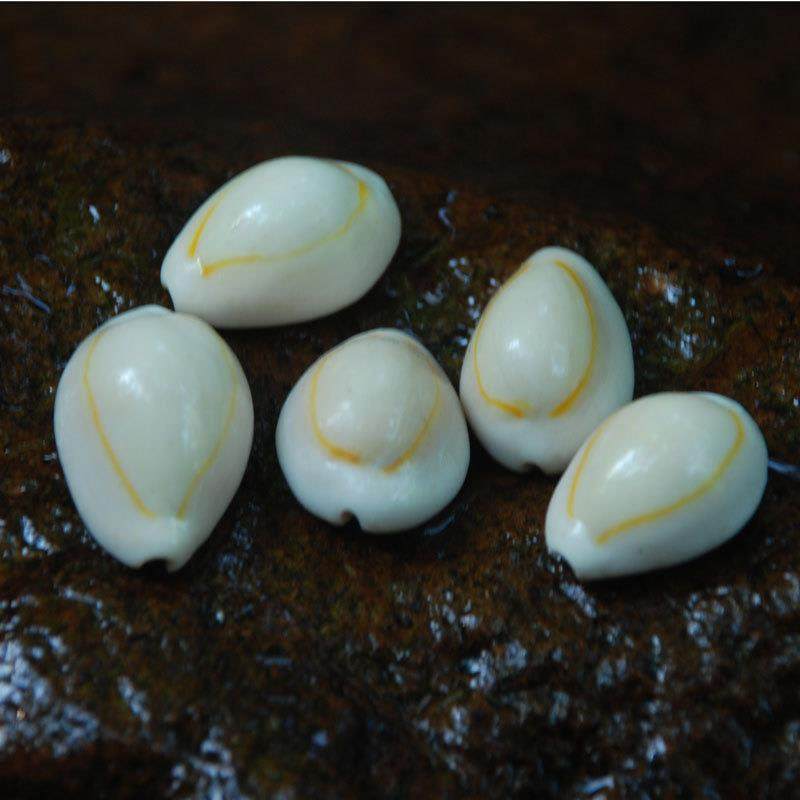 海螺贝壳海币金边螺宝螺2-3CM 墙贴水族工艺品饰品材料贝片定制
