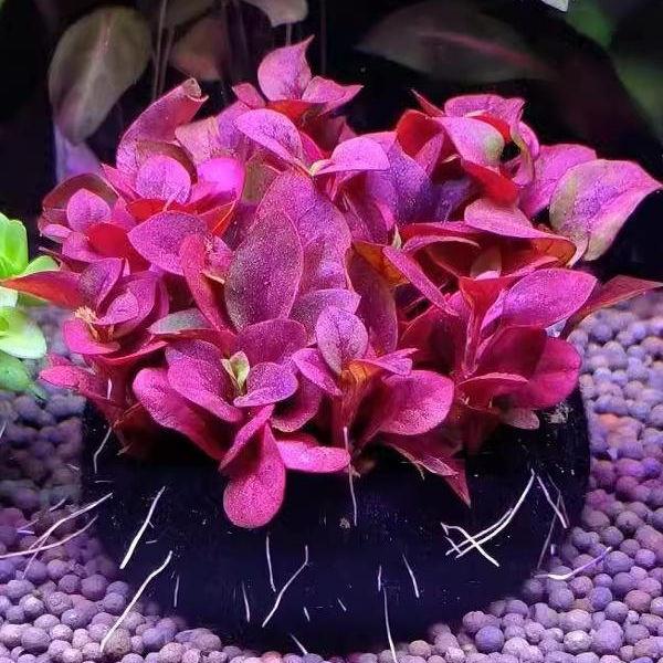 红波坨草自带营养底座养鱼水草绿波植物红色阴性好养活新手淡水