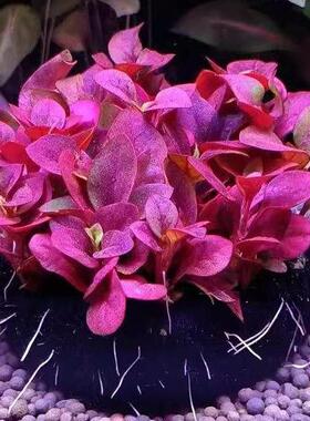 红波坨草自带营养底座养鱼水草绿波植物红色阴性好养活新手淡水