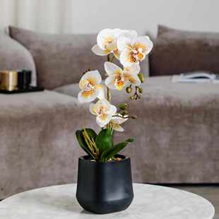 蝴蝶兰仿真花3d手感pu红色逼真仿真盆栽高级感客厅摆件成品大盆