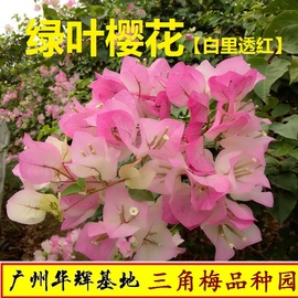 勤花绿樱三角梅单重瓣(单重瓣)鲜花攀爬藤植物带花盆，客厅庭院四季开花