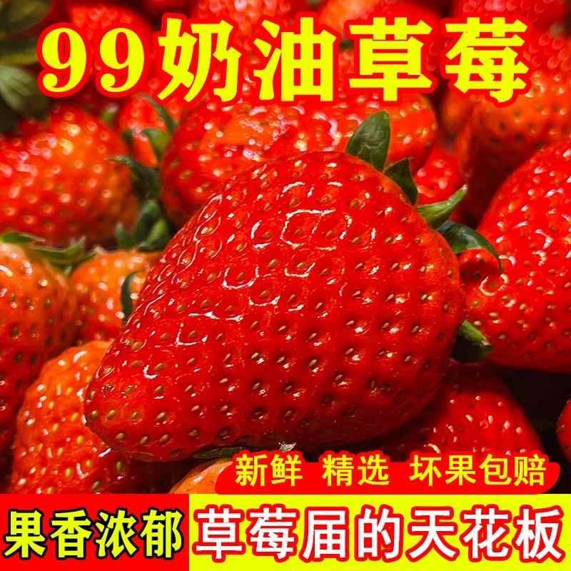 品质精选99奶油红草莓新鲜采摘颗颗奶香味酸甜冬季水果大果