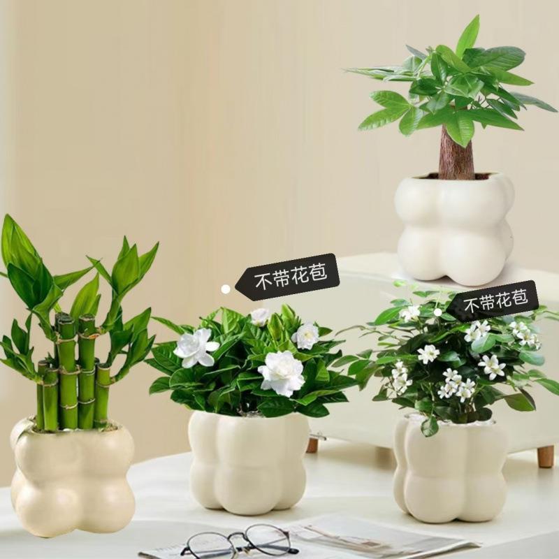 【四件套组合】发财树金钻富贵竹割草机/草坪机