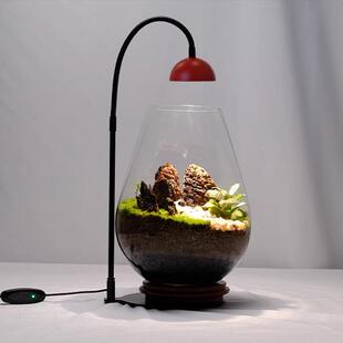 小红帽定时植物灯生态瓶造景微景观灯苔藓鱼缸盆栽全光谱补光灯