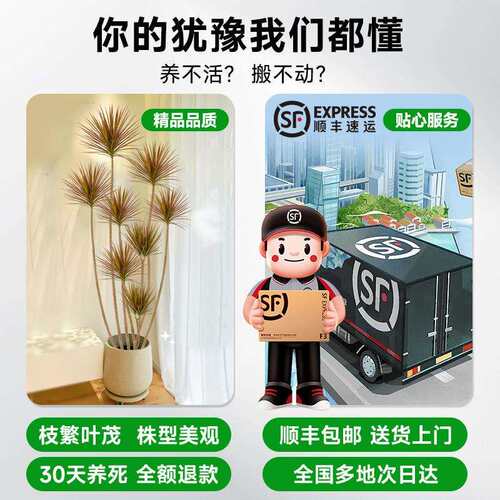 千年木客厅绿植大型植物盆栽室内七彩铁龙血树落地式好养真树