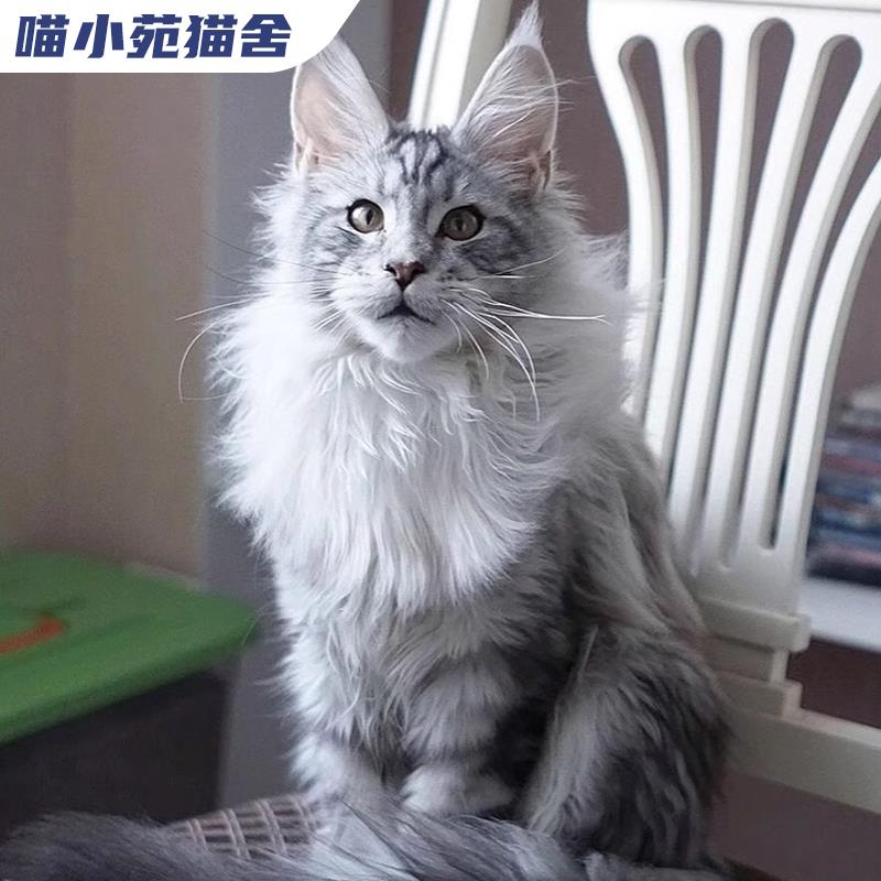 纯种缅因猫宠物猫咪布偶猫卷毛德文猫蓝猫暹罗猫层渐金美短英短 宠物/宠物食品及用品 猫咪 原图主图