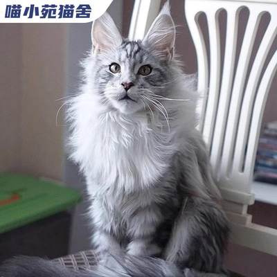 纯种缅因猫宠物猫咪布偶猫卷毛德文猫蓝猫暹罗猫层渐金美短英短