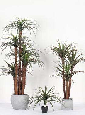 室内仿真植物龙须铁 丝兰草龙血铁 家居装饰绿色植物橱窗摆件盆景
