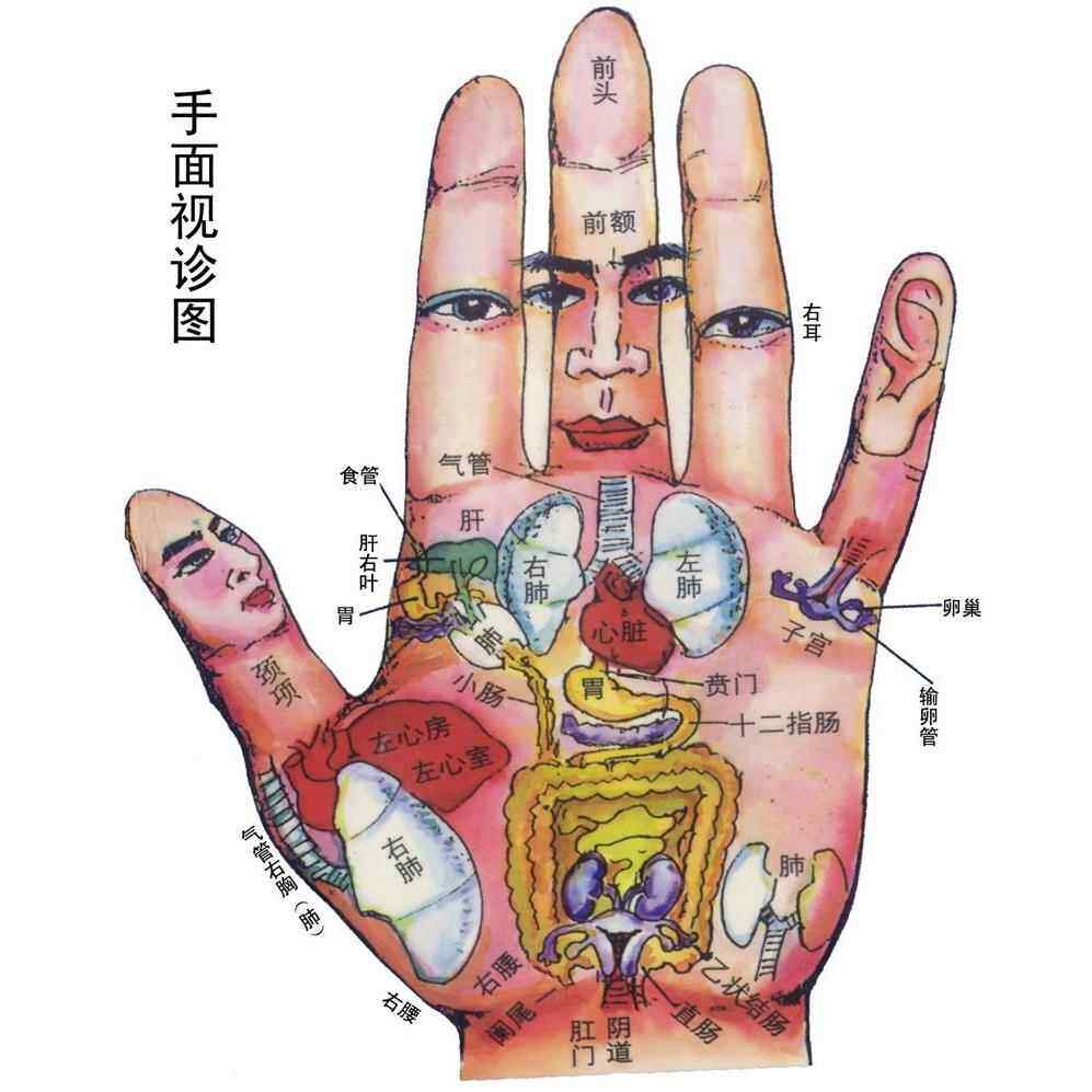 手面视诊图海报手背生物全息图谱手掌区域与脏腑对应图展板挂图
