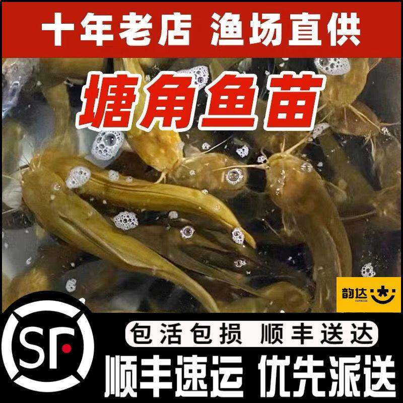 本地塘鲺三黄塘鲺胡子鲶鱼苗塘角鱼苗土塘鲺鱼苗塘虱冬季淡水鱼苗
