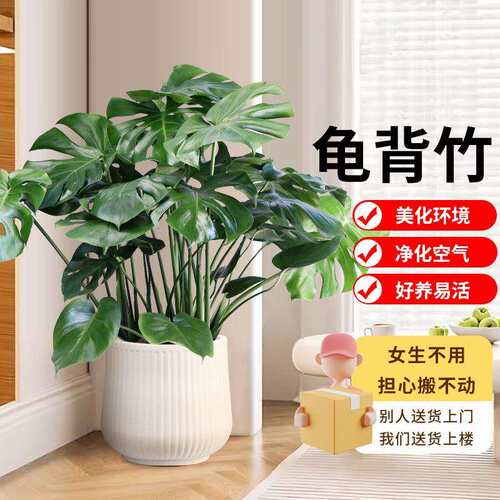 龟背竹客厅大型盆栽花卉室内绿植吸甲醛四季常青大叶懒人花盆植物
