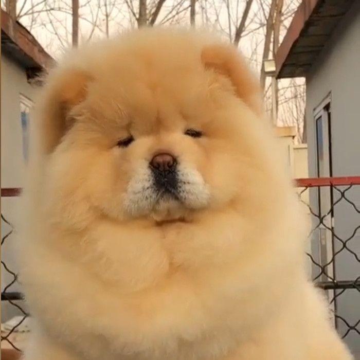 土松幼犬小狗家养中华田园犬白色活物看家护院白松狮可爱活体宠物
