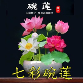 四季开花水培植物睡莲水生，碗莲花卉盆栽种子，室内四季易活水养荷花