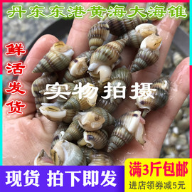 丹东东港特产海螺丝海锥海瓜子鲜活海螺丝海椎 鲜活3斤