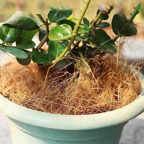 Coco Coir Fiber 150g Coconut Coir Bricks Organic Potting