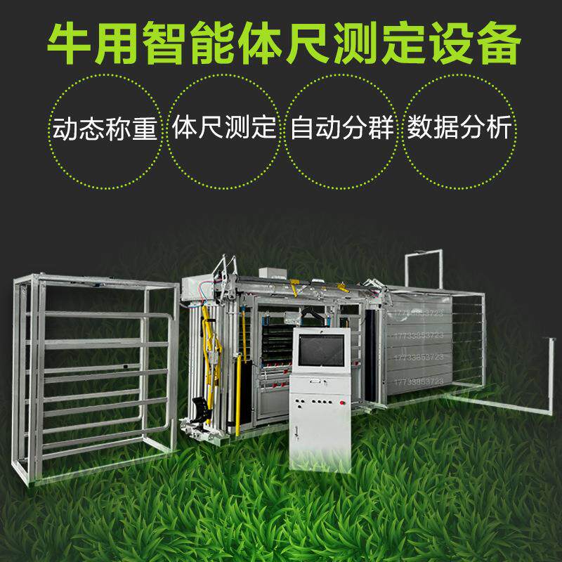 牛羊全自动称重三分群耳标识别牛只体表数据采集AI体尺测量设备