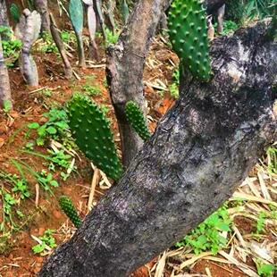 仙人掌老桩梨果霸气老桩高崖峭壁大型多肉盆景园林造型镇宅守门A