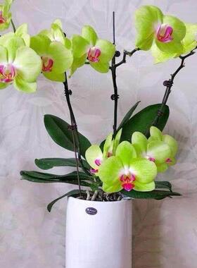 Orchid potted large pot indoor plant flowers in living room