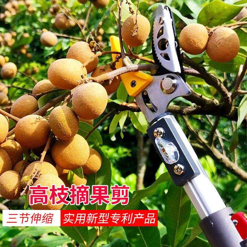 可伸缩高空摘果剪荔枝枇杷龙眼果枝剪树枝专用高枝剪果园采果剪图片