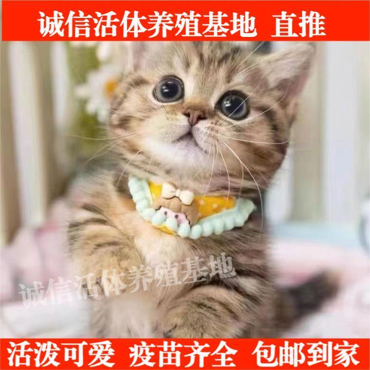 网红乖巧可爱小猫咪狸花猫