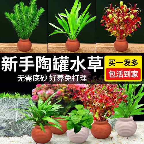 水草鱼缸造景摆件增氧阴性水培榕绿菊蜈蚣草净水定植陶罐水草套餐