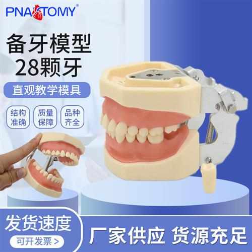 牙科口腔练习备牙模型 28颗牙齿可替换拆卸模型 软牙龈 窝洞制备