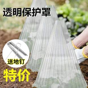 育苗保护罩透明钟罩可重复使用温室大棚免受鸟类霜冻伤害加厚