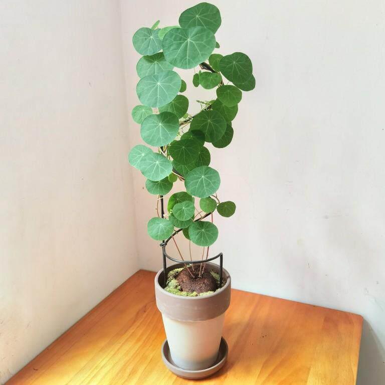 网红桌面绿色植物心形花架山龟爬凉棚龟壳龙植物站心叶球兰花花架