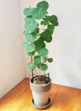 网红桌面绿色植物心形花架山龟爬凉棚龟壳龙植物站心叶球兰花花架