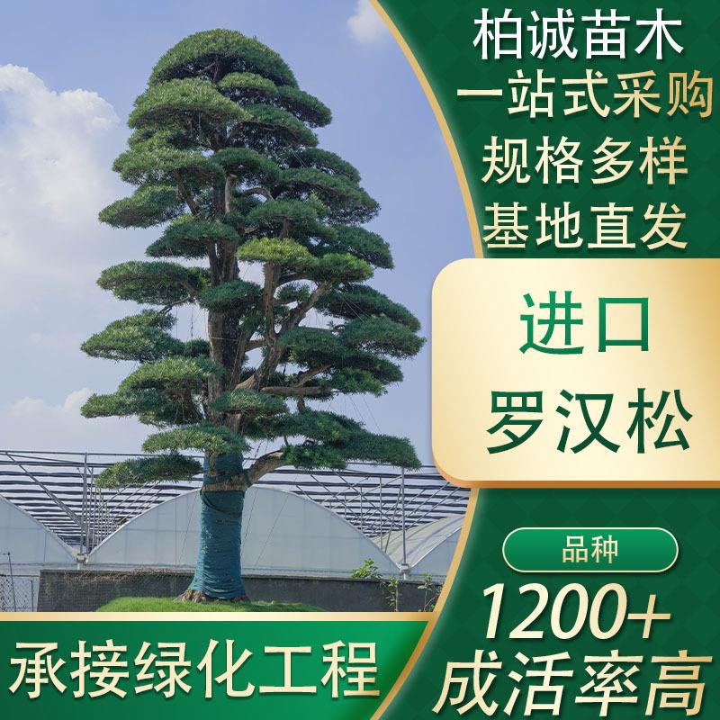 百万级进口罗汉松苗木工程绿化乔木园林花卉采购基地庭院造景树