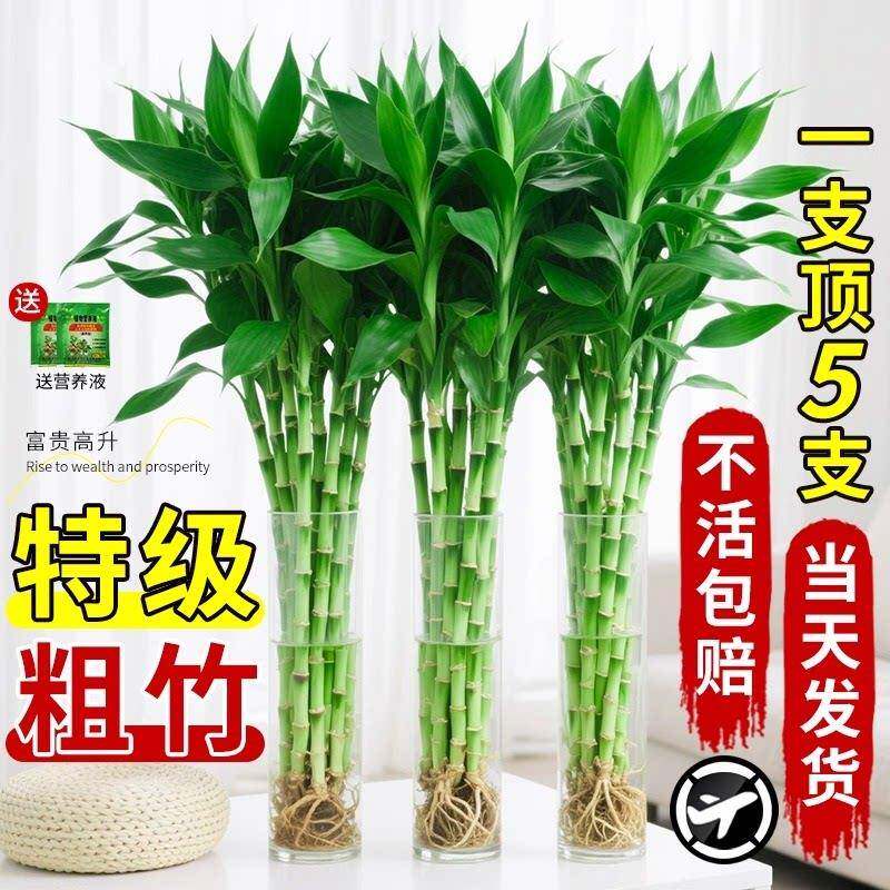 富贵竹水培植物水养竹带根客厅绿植竹子粗壮盆栽室内室内盆栽观叶