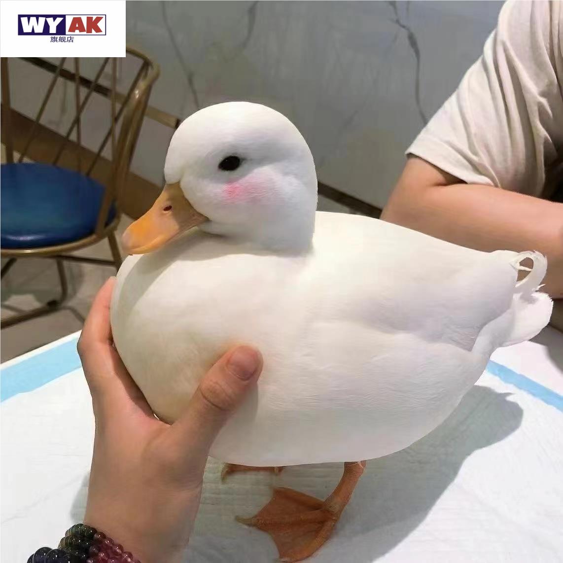 柯尔鸭活宠物物网红鸭子的科尔鸭柯基鸭小苗