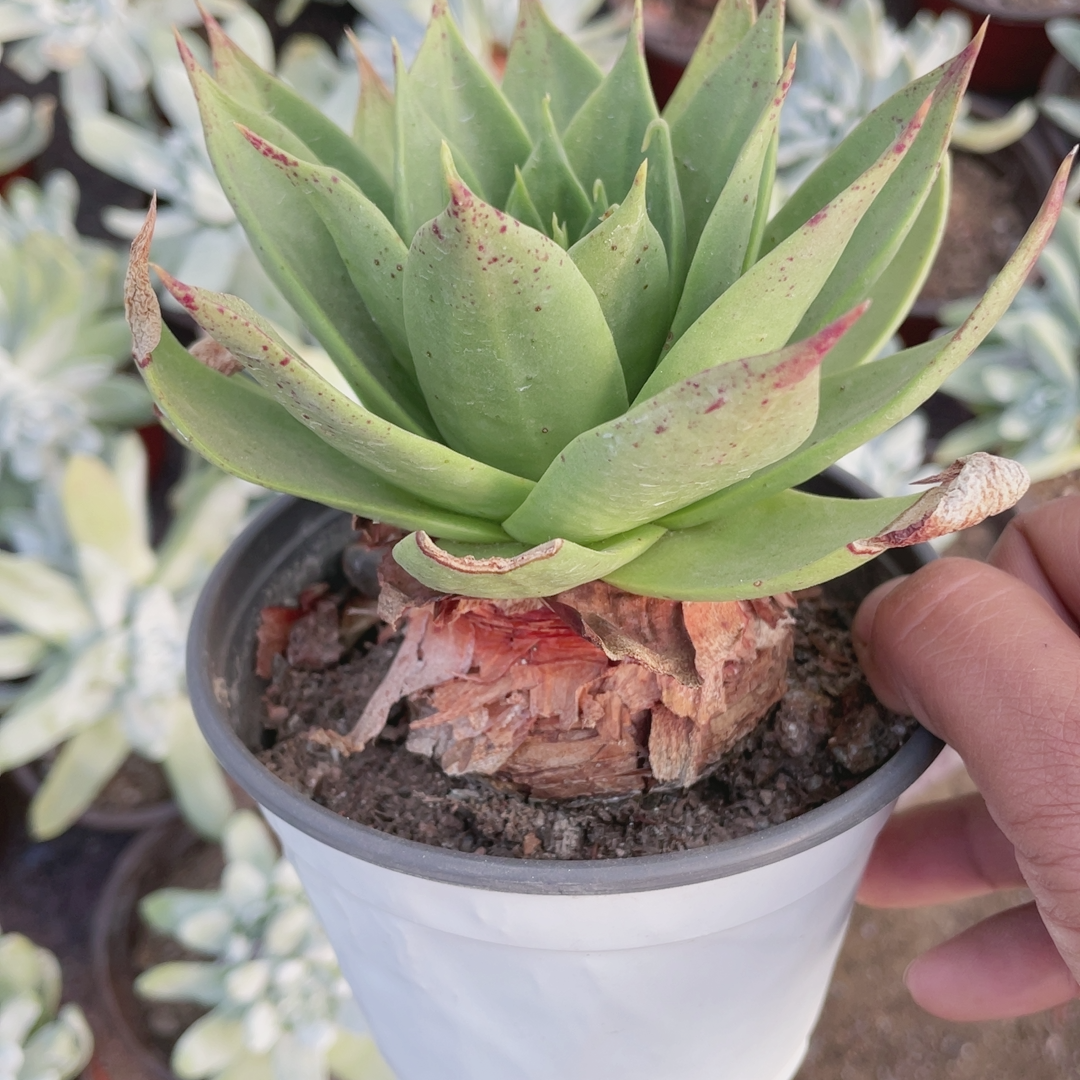 多肉植物仙女杯绿雪山