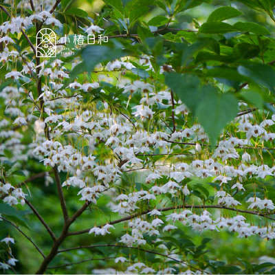 小椿日和 野茉莉树安息香树庭院阳台耐热耐寒好养